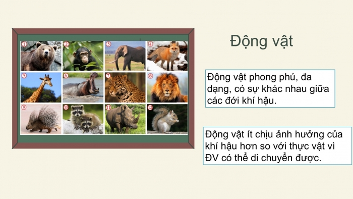 Giáo án PPT Địa lí 6 kết nối Bài 23: Sự sống trên Trái Đất