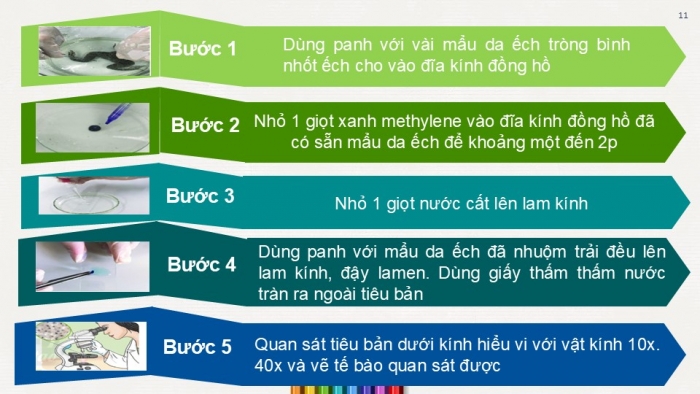 Giáo án PPT KHTN 6 chân trời Bài 18: Thực hành quan sát tế bào thực vật