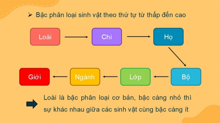 Giáo án PPT KHTN 6 chân trời Bài 22: Phân loại thế giới sống