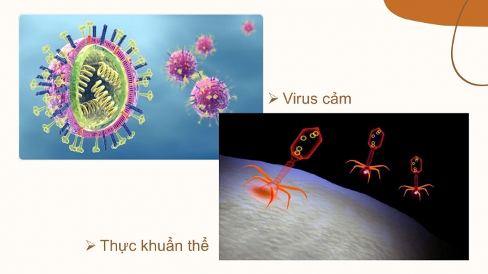 Giáo án PPT KHTN 6 chân trời Bài 24: Virus