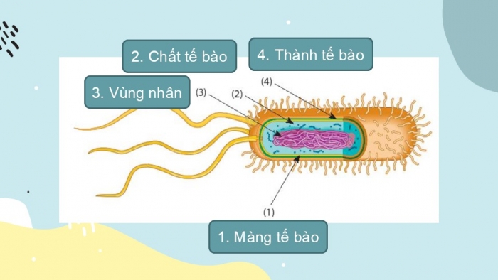 Giáo án PPT KHTN 6 chân trời Bài 25: Vi khuẩn