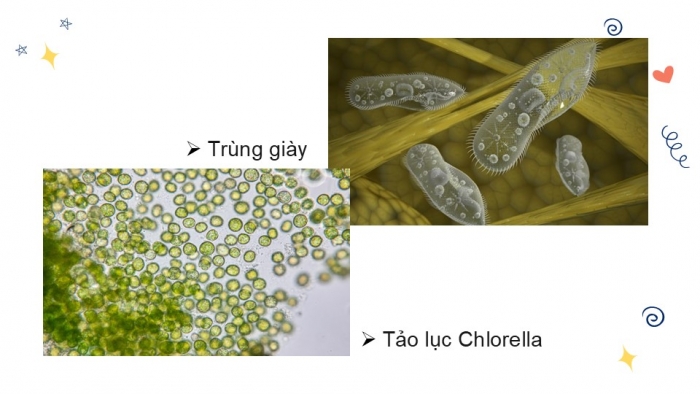 Giáo án PPT KHTN 6 chân trời Ôn tập Chủ đề 8