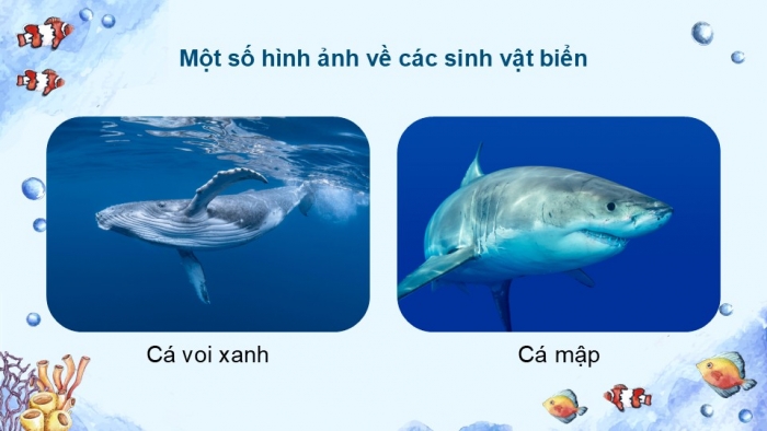 Giáo án điện tử Mĩ thuật 5 cánh diều Bài 9: Sinh vật biển