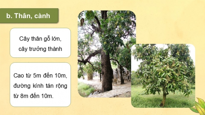 Giáo án điện tử Công nghệ 9 Trồng cây ăn quả Kết nối Bài 5: Kĩ thuật trồng và chăm sóc cây xoài