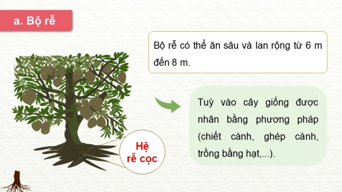 Giáo án điện tử Công nghệ 9 Trồng cây ăn quả Kết nối Bài 6: Kĩ thuật trồng và chăm sóc cây sầu riêng