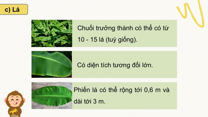 Giáo án điện tử Công nghệ 9 Trồng cây ăn quả Kết nối Bài 7: Kĩ thuật trồng và chăm sóc cây chuối