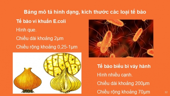 Giáo án PPT KHTN 6 kết nối Bài 18: Tế bào – Đơn vị cơ bản của sự sống