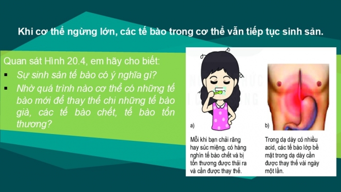 Giáo án PPT KHTN 6 kết nối Bài 20: Sự lớn lên và sinh sản của tế bào