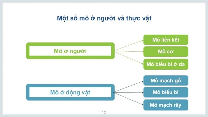 Giáo án PPT KHTN 6 kết nối Bài 23: Tổ chức cơ thể đa bào