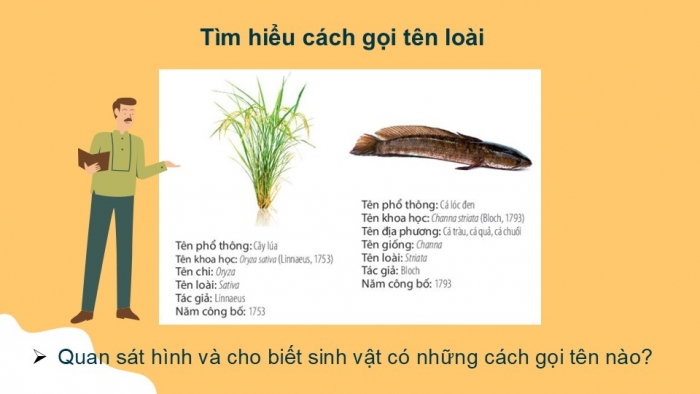 Giáo án PPT KHTN 6 kết nối Bài 25: Hệ thống phân loại sinh vật