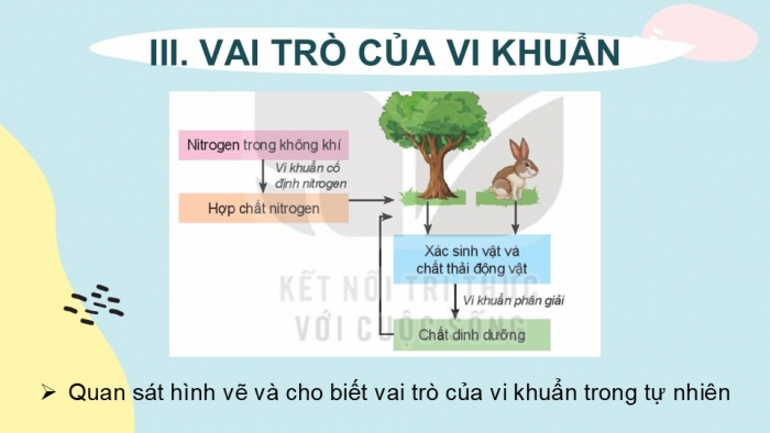 Giáo án PPT KHTN 6 kết nối Bài 27: Vi khuẩn