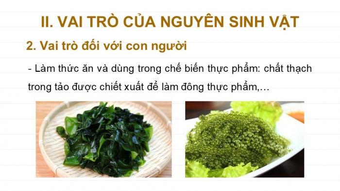 Giáo án PPT KHTN 6 kết nối Bài 30: Nguyên sinh vật