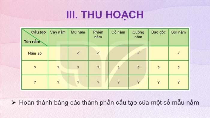 Giáo án PPT KHTN 6 kết nối Bài 33 Thực hành: Quan sát các loại nấm