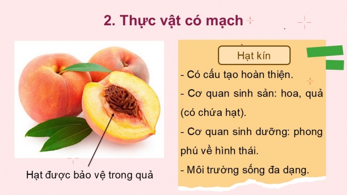 Giáo án PPT KHTN 6 kết nối Bài 34: Thực vật