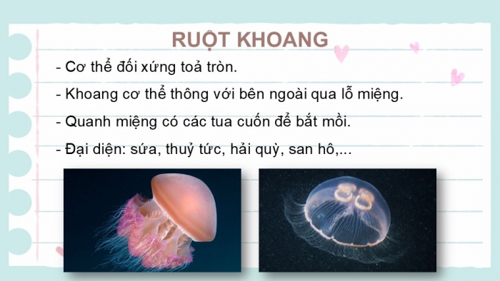 Giáo án PPT KHTN 6 kết nối Bài 36: Động vật