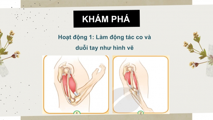 Giáo án PPT Tự nhiên và Xã hội 2 kết nối Bài 21: Tìm hiểu cơ quan vận động