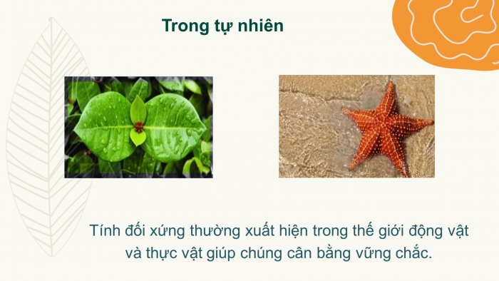 Giáo án PPT Toán 6 chân trời Bài 3: Vai trò của tính đối xứng trong thế giới tự nhiên