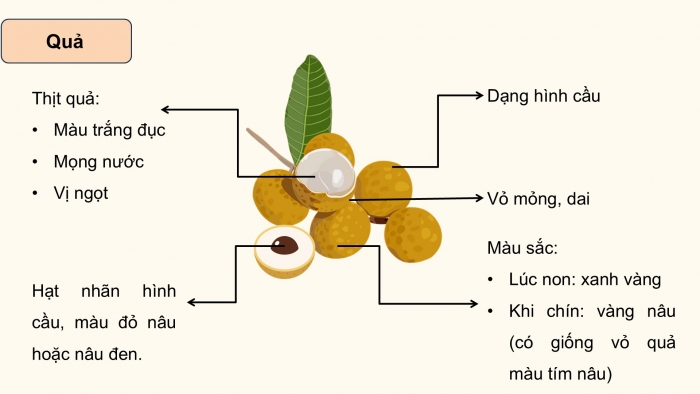 Giáo án điện tử Công nghệ 9 Trồng cây ăn quả Cánh diều Bài 7: Kĩ thuật trồng và chăm sóc cây nhãn