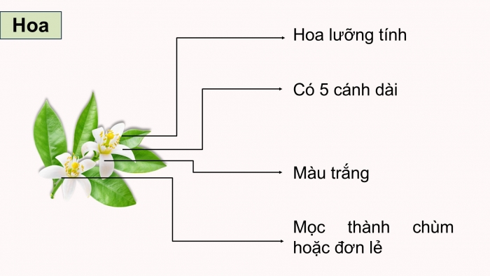 Giáo án điện tử Công nghệ 9 Trồng cây ăn quả Cánh diều Bài 8: Kĩ thuật trồng và chăm sóc cây ăn quả có múi