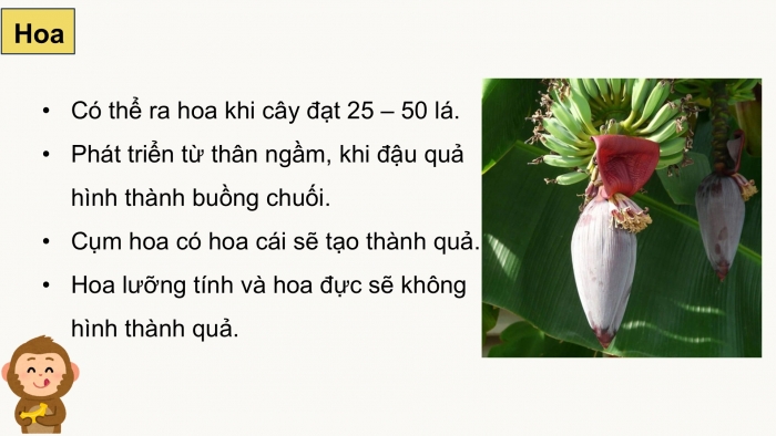 Giáo án điện tử Công nghệ 9 Trồng cây ăn quả Cánh diều Bài 9: Kĩ thuật trồng và chăm sóc cây chuối