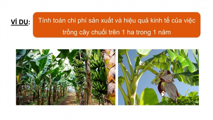 Giáo án điện tử Công nghệ 9 Trồng cây ăn quả Cánh diều Bài 11: Tính chi phí và hiệu quả của việc trồng cây ăn quả