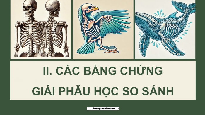 Giáo án điện tử Sinh học 12 cánh diều Bài 15: Bằng chứng tiến hóa