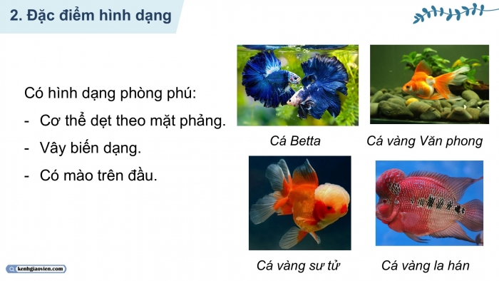 Giáo án điện tử chuyên đề Công nghệ 12 Lâm nghiệp Thuỷ sản Kết nối Bài 10: Giới thiệu chung về cá cảnh