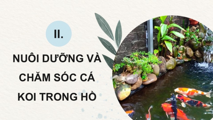 Giáo án điện tử chuyên đề Công nghệ 12 Lâm nghiệp Thuỷ sản Kết nối Bài 11: Nuôi dưỡng và chăm sóc cá cảnh nước ngọt