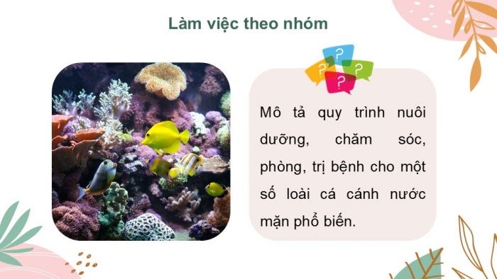 Giáo án điện tử chuyên đề Công nghệ 12 Lâm nghiệp Thuỷ sản Kết nối Bài 12: Nuôi dưỡng và chăm sóc cá cảnh nước mặn