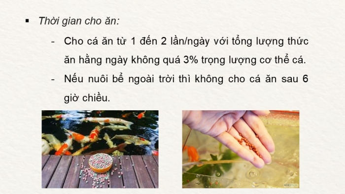 Giáo án điện tử chuyên đề Công nghệ 12 Lâm nghiệp Thuỷ sản Cánh diều Bài 10: Kĩ thuật nuôi dưỡng, chăm sóc một số loại cá cảnh phổ biến