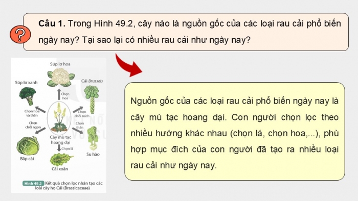 Giáo án điện tử KHTN 9 kết nối - Phân môn Sinh học Bài 49: Khái niệm tiến hóa và các hình thức chọn lọc