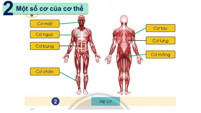 Giáo án PPT Tự nhiên và Xã hội 2 chân trời Bài 19: Cơ quan vận động