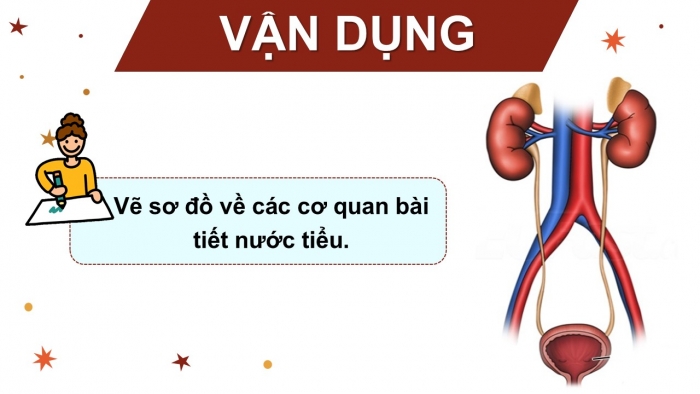 Giáo án PPT Tự nhiên và Xã hội 2 chân trời Bài 23: Cơ quan bài tiết nước tiểu