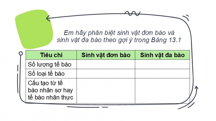 Giáo án PPT KHTN 6 cánh diều Bài 13: Từ tế bào đến cơ thể