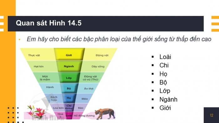 Giáo án PPT KHTN 6 cánh diều Bài 14: Phân loại thế giới sống