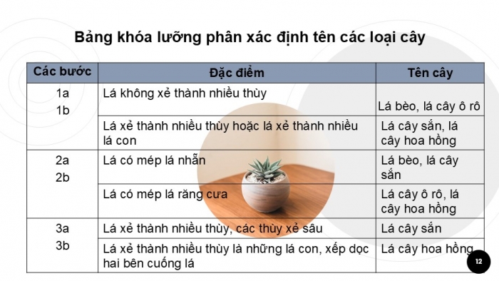 Giáo án PPT KHTN 6 cánh diều Bài 15: Khoá lưỡng phân