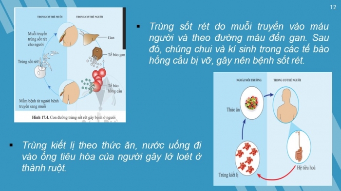 Giáo án PPT KHTN 6 cánh diều Bài 17: Đa dạng nguyên sinh vật