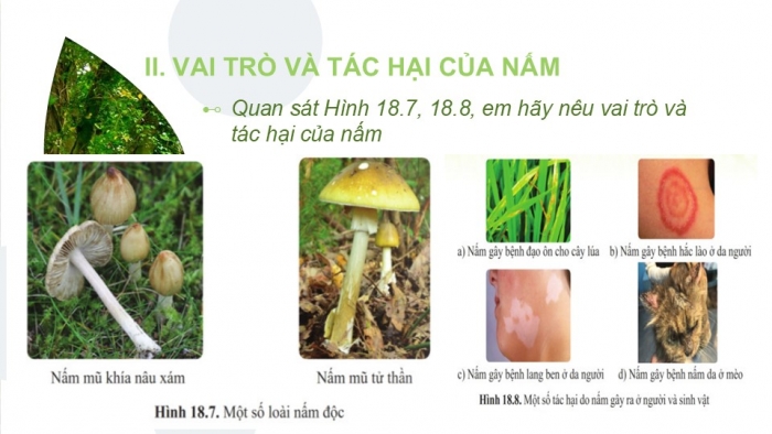 Giáo án PPT KHTN 6 cánh diều Bài 18: Đa dạng nấm