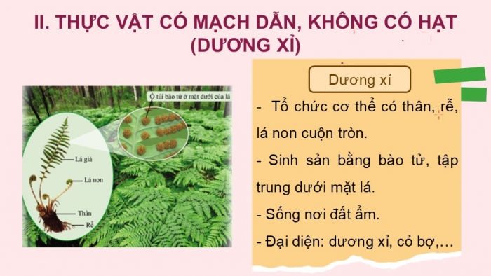 Giáo án PPT KHTN 6 cánh diều Bài 19: Đa dạng thực vật