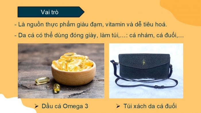 Giáo án PPT KHTN 6 cánh diều Bài 23: Đa dạng động vật có xương sống