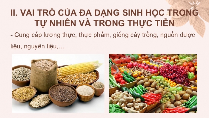 Giáo án PPT KHTN 6 cánh diều Bài 24: Đa dạng sinh học