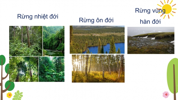 Giáo án PPT Địa lí 6 cánh diều Bài 22: Sự đa dạng của thế giới sinh vật. Các đới thiên nhiên trên Trái Đất. Rừng nhiệt đới