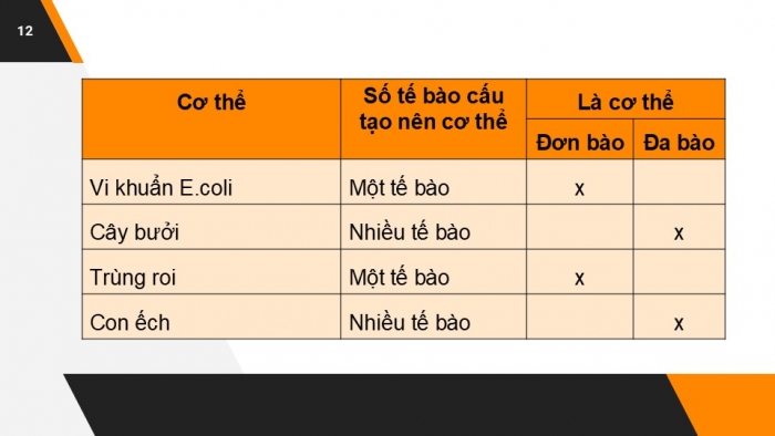 Giáo án PPT KHTN 6 chân trời Bài 19: Cơ thể đơn bào và cơ thể đa bào