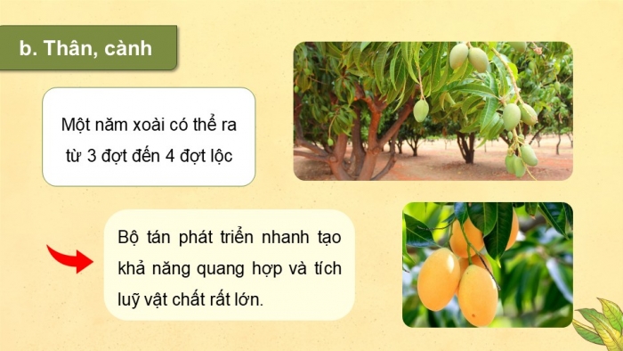 Giáo án điện tử Công nghệ 9 Trồng cây ăn quả Kết nối Bài 5: Kĩ thuật trồng và chăm sóc cây xoài