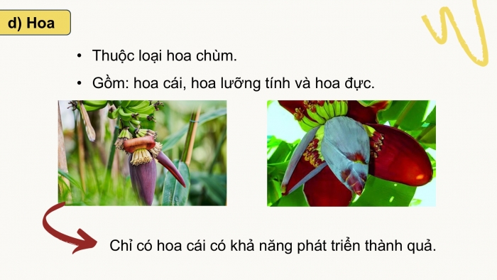 Giáo án điện tử Công nghệ 9 Trồng cây ăn quả Kết nối Bài 7: Kĩ thuật trồng và chăm sóc cây chuối