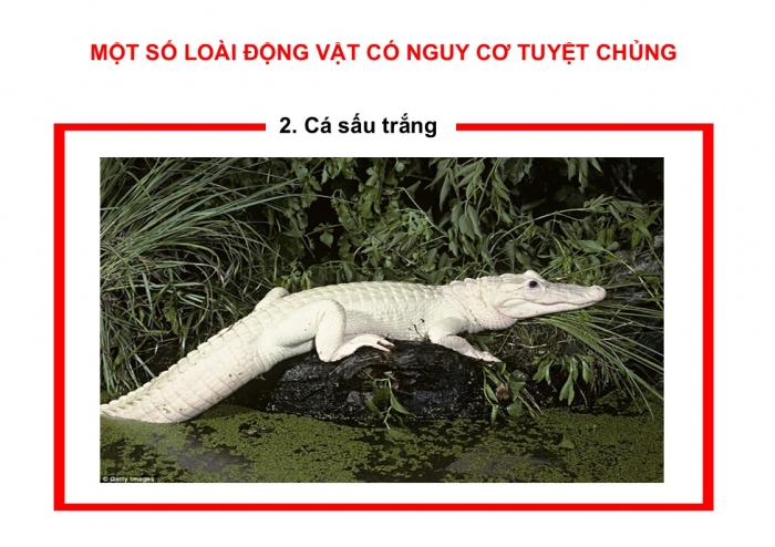 Giáo án PPT HĐTN 6 cánh diều Chủ đề 7: Thách thức của thiên nhiên - Tuần 26