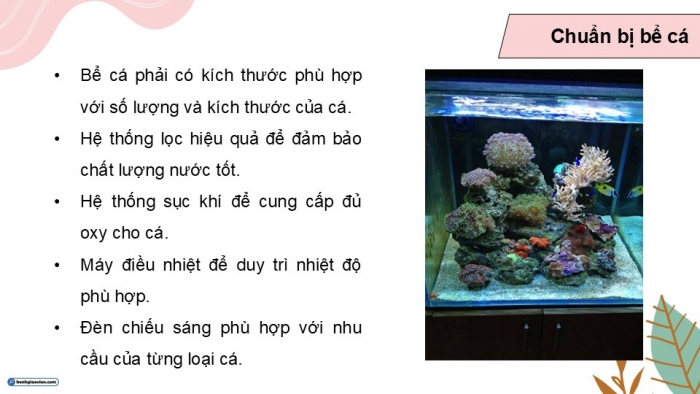 Giáo án điện tử chuyên đề Công nghệ 12 Lâm nghiệp Thuỷ sản Kết nối Bài 12: Nuôi dưỡng và chăm sóc cá cảnh nước mặn