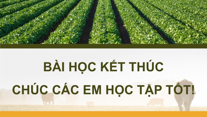 Giáo án điện tử Địa lí 12 kết nối Bài 35: Thực hành Tìm hiểu địa lí địa phương