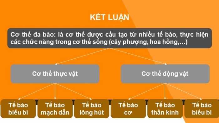 Giáo án và PPT đồng bộ Sinh học 6 chân trời sáng tạo