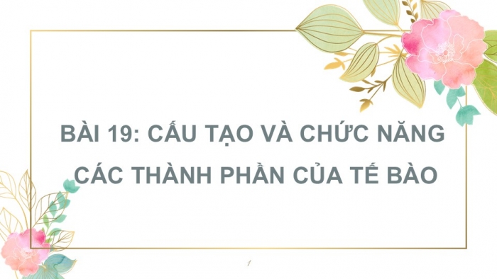 Giáo án PPT KHTN 6 kết nối Bài 19: Cấu tạo và chức năng các thành phần của tế bào